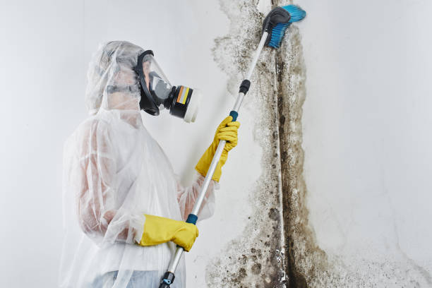 Best Toxic Mold Removal  in Grandview, OK