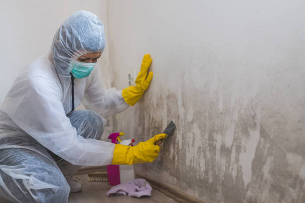 Best Affordable Mold Removal  in Grandview, OK