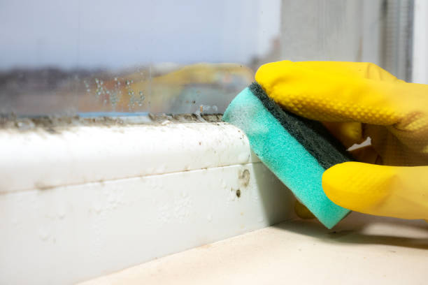 Best Attic Mold Removal  in Grandview, OK