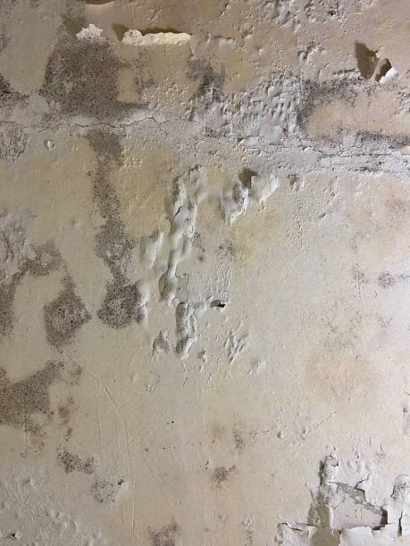 Best Black Mold Removal  in Grandview, OK