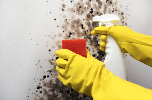 Best Mold Inspection  in Grandview, OK