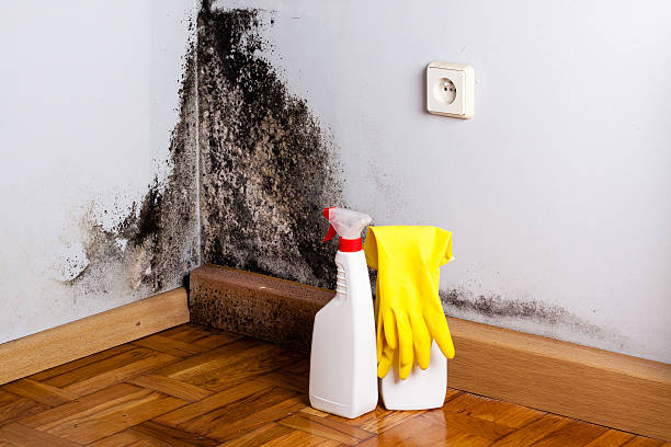 Trusted Grandview, OK Mold Removal Experts