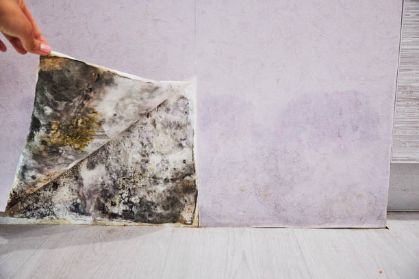 Best Same-Day Mold Removal  in Grandview, OK